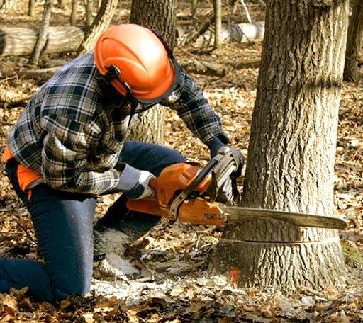 Tree Removal in Fountain, MN